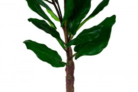 Искусственные растения Фикус лирата MK-7407-FC Темно-зеленый в Барабинске - barabinsk.katalogmebeli.com | фото 2