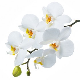 Стол обеденный Танго белый/Орхидея в Барабинске - barabinsk.katalogmebeli.com | фото 3